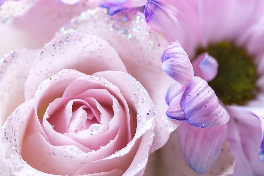 Rose, Flower, Blossom, Bloom, Glitter, Background, Postcard, close-up, petal, plant, flower head