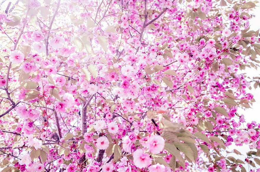 fiori di ciliegio, sakura, a grappoli, in piena fioritura, tinto di rosa, arbusti, vita bassa, tarda primavera, rosa brillante, rosa loto, ipnotizzante