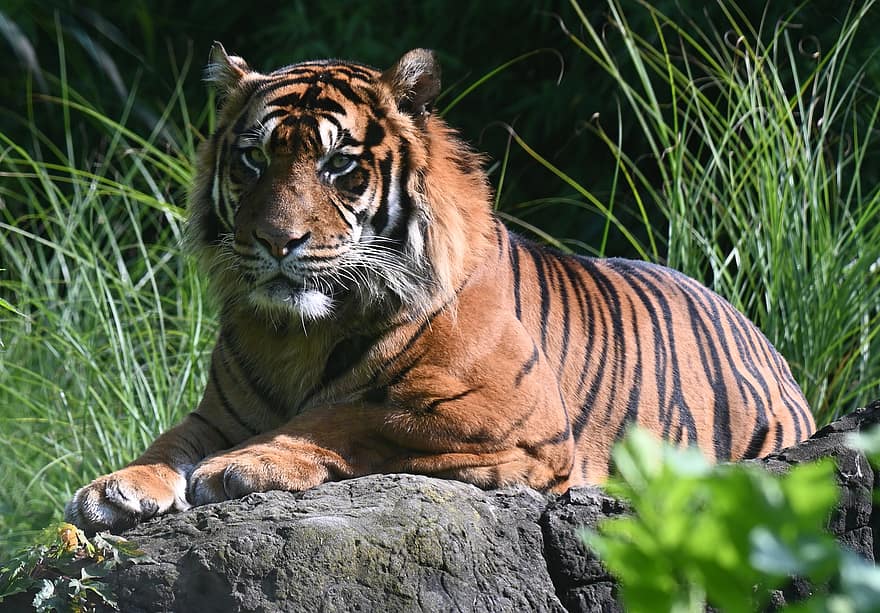 con hổ, hổ bengal, thú vật, động vật ăn thịt, động vật có vú, động vật hoang da, động vật hoang dã, panthera tigris tigris, vườn bách thú, Thiên nhiên