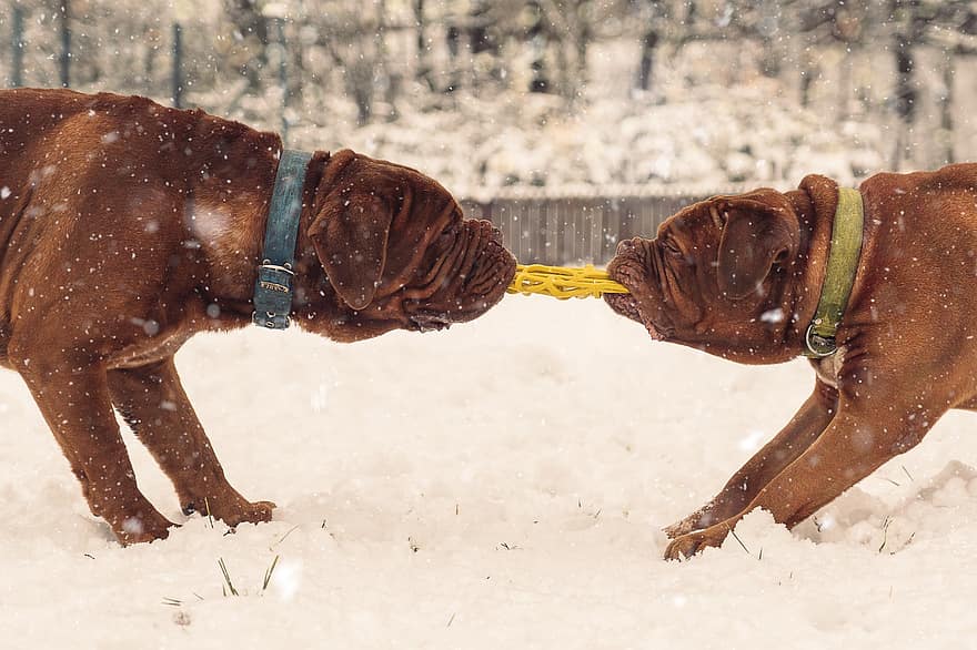 Dogs, Playing, Snow, French Mastiff, Animals, Big Dogs, Dogue De Bordeaux, Pets, Domestic Dogs, Mammals, Canines