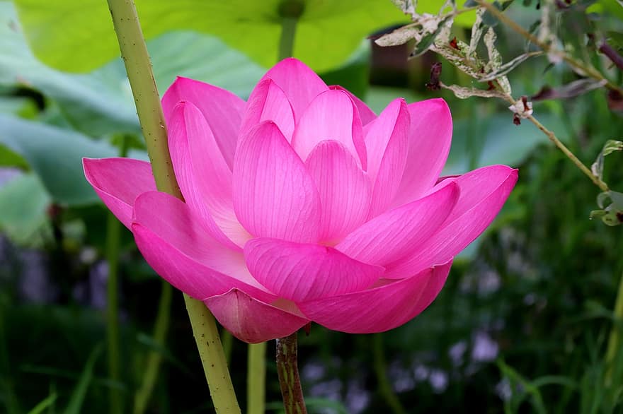 lotosas, gėlė, lotuso gėlė, rožinė gėlė, žiedlapių, rožiniai žiedlapiai, žydi, žiedas, vandens augalų, flora