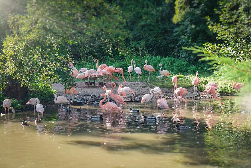 зоопарк, фламинго, птицы, природа, озеро