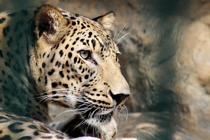 leopard, djur-, tiger, katt, Zoo, vild