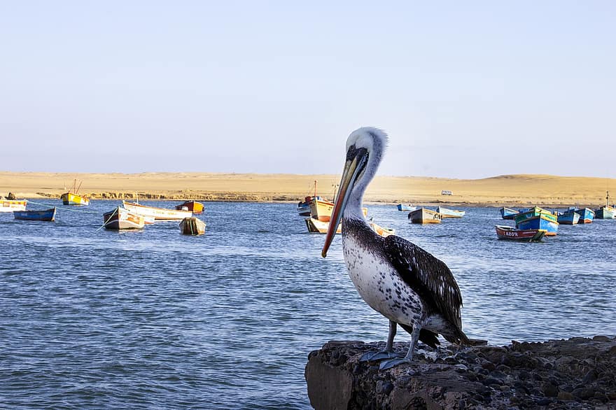 pelican, Paracas, plajă, pelicani, Peru