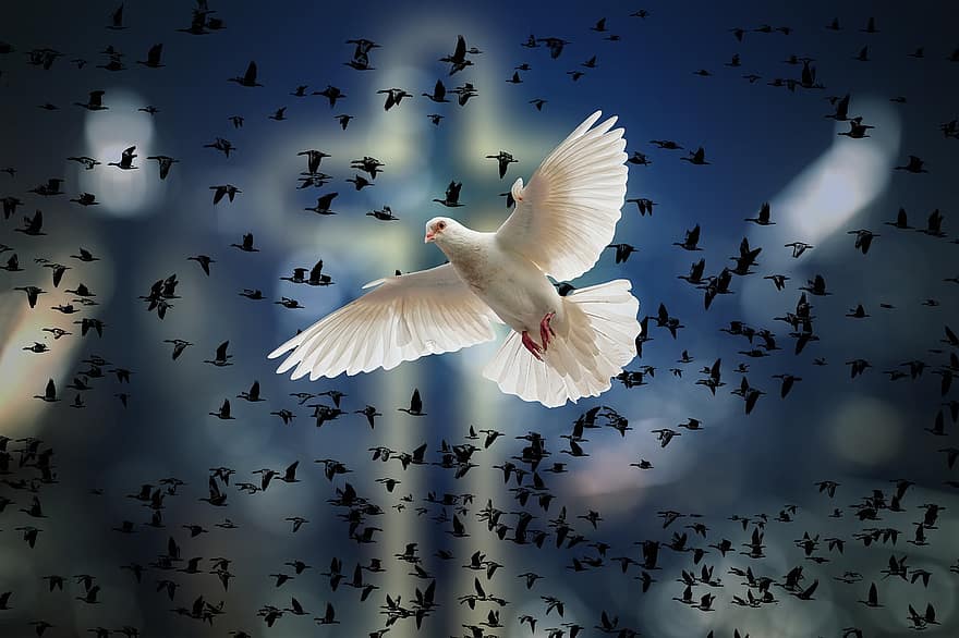 kyyhkynen, lintuja, dom, uskonto, rukous, rauha, sielu, hengellinen, kristinusko, ylittää, lentäminen