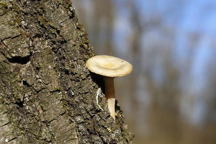 houba, dřevo, kmen stromu, houba na mytí, kmen, detail, les, podzim, rostlina, sezóna, neobdělávaný