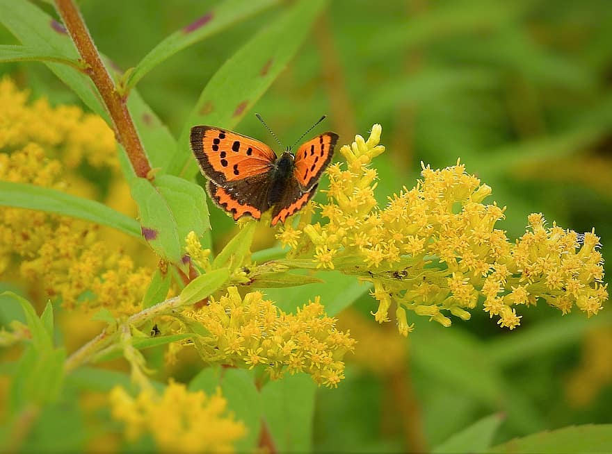 Butterfly, Goldenrod, Pollination, Flowers, Meadow, Nature, Solidago, Insect