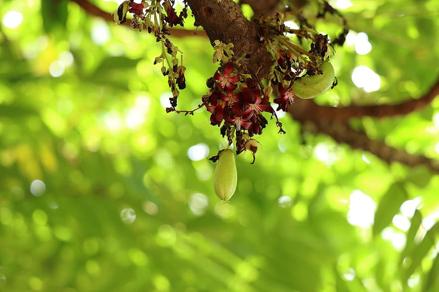bilimbi, fruita, àcid, Kerala, granja, arbre, naturalesa, agricultura, saludable, verd, planta