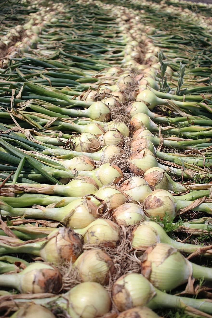 Onion, Vegetables, Produce, Food, Onion Bulbs, Stalks, Leaves, Harvest, Raw, Organic, freshness