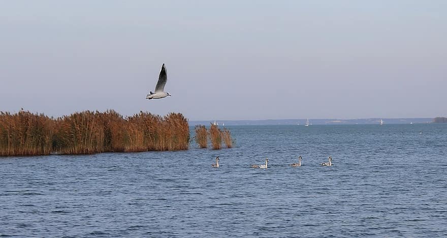 Balaton-innsjøen, sommer, vann, natur, innsjø