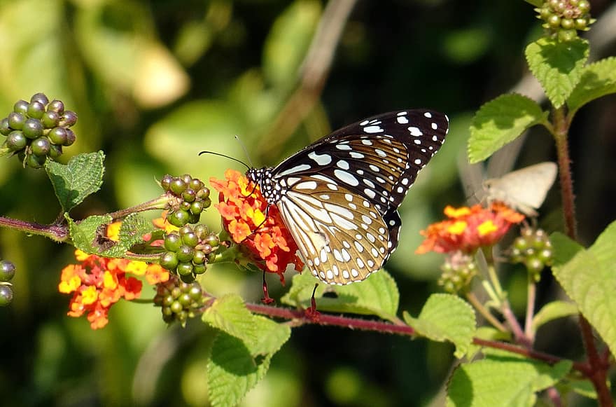 Schmetterling, Blume, bestäuben, Bestäubung, Insekt, geflügeltes Insekt, Schmetterlingsflügel, blühen, Flora, Fauna, Natur