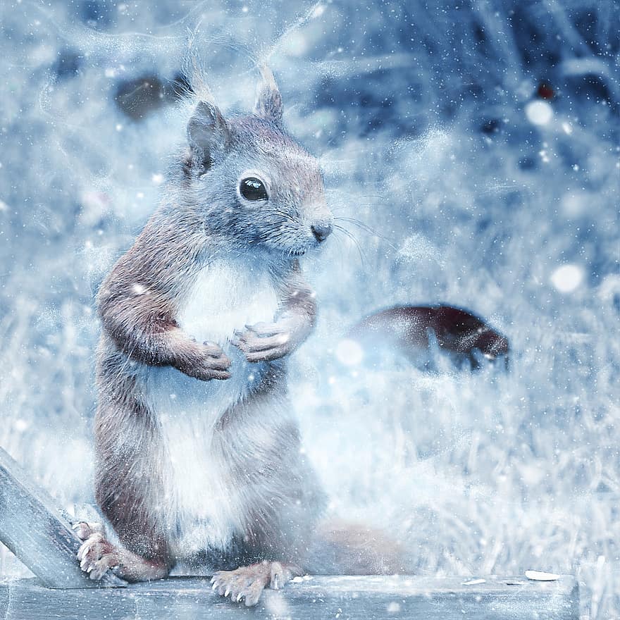 veveriţă, zăpadă, artă, epocă, iarnă, natură, animal, decorativ, albastru arta