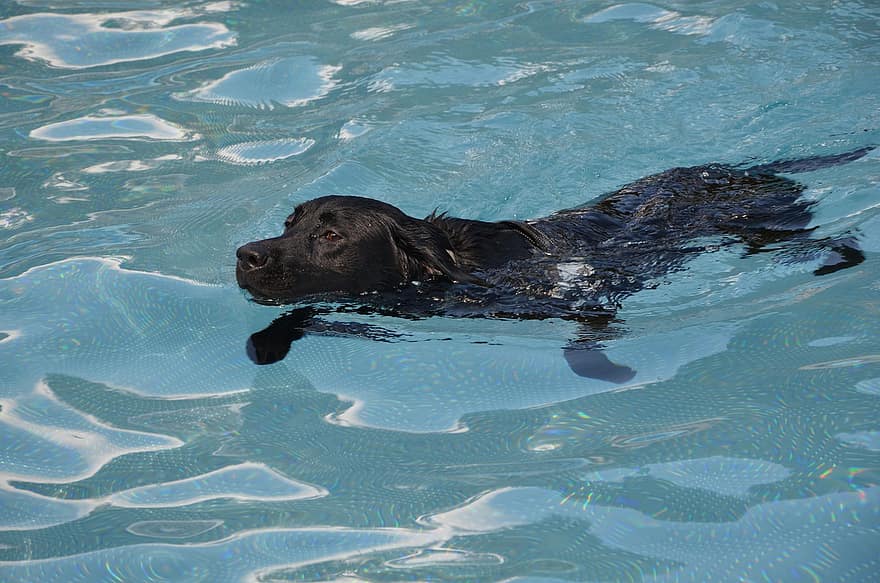 labrador retriever, Labrador, nedar, gos, aigua, mascota, caní, piscina