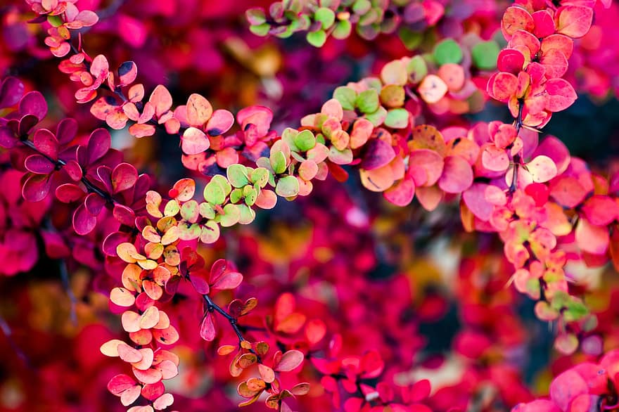Barberry, Flowers, Petals, Bloom, Blossom, Flora, Branches, Nature