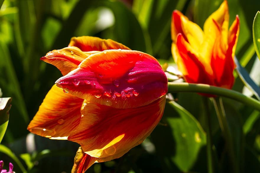 tulipan, blomst, blomstre, lys, multi farget, flora, anlegg, nærbilde, blomsterhodet, petal, sommer