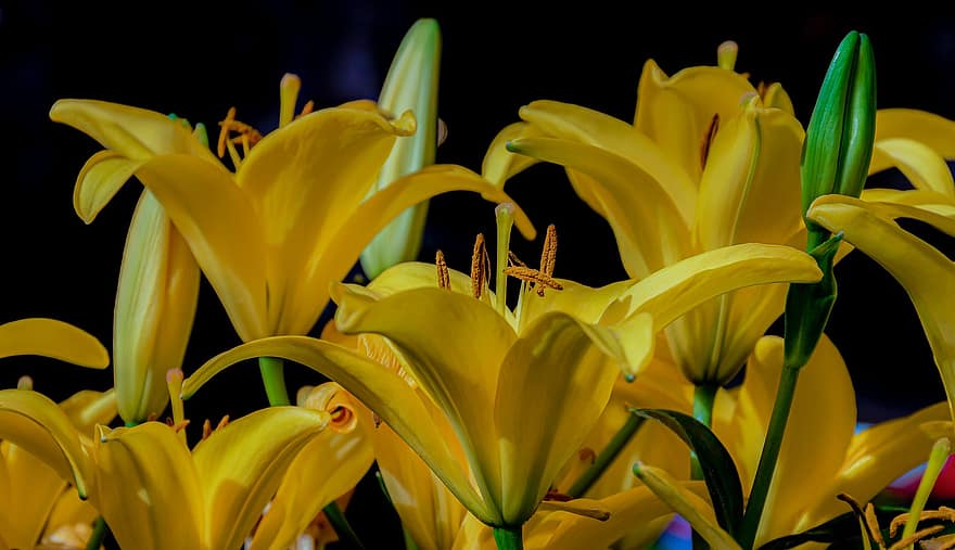 Lilie, Frühling, Blütenblätter, gelbe Tapete, Wunder der Natur, gelbe blütenblätter, lebendige Blumen, positive Energie, CD-Cover, Frühlingsmotiv, hallo, Schöne