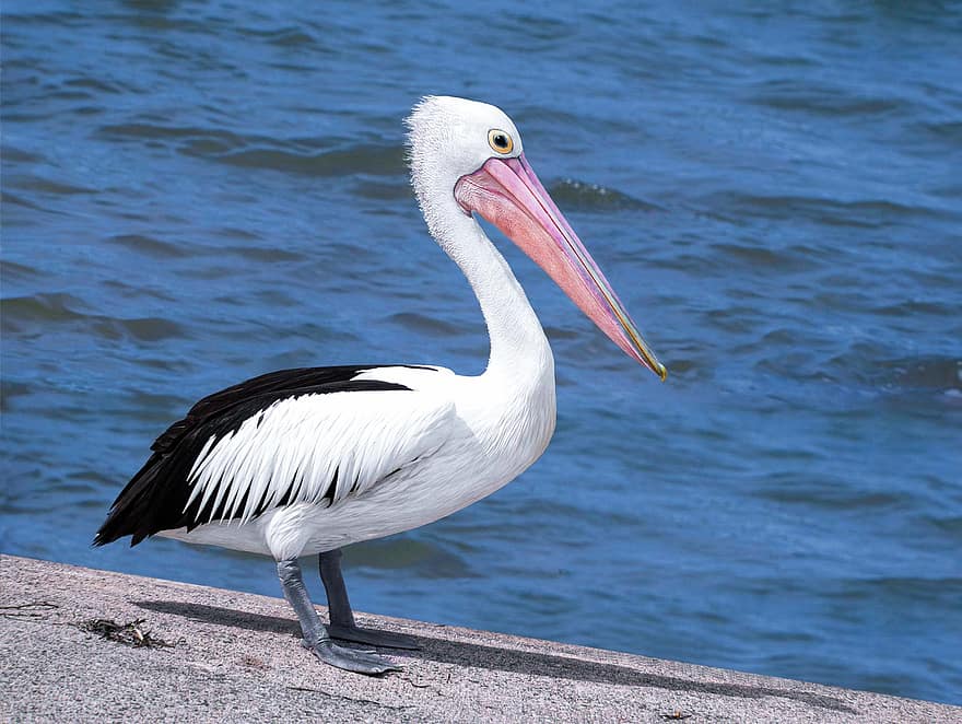 pták, pelikán, volně žijících živočichů, vodní pták, ornitologie, druh, fauna, ptačí, zvíře
