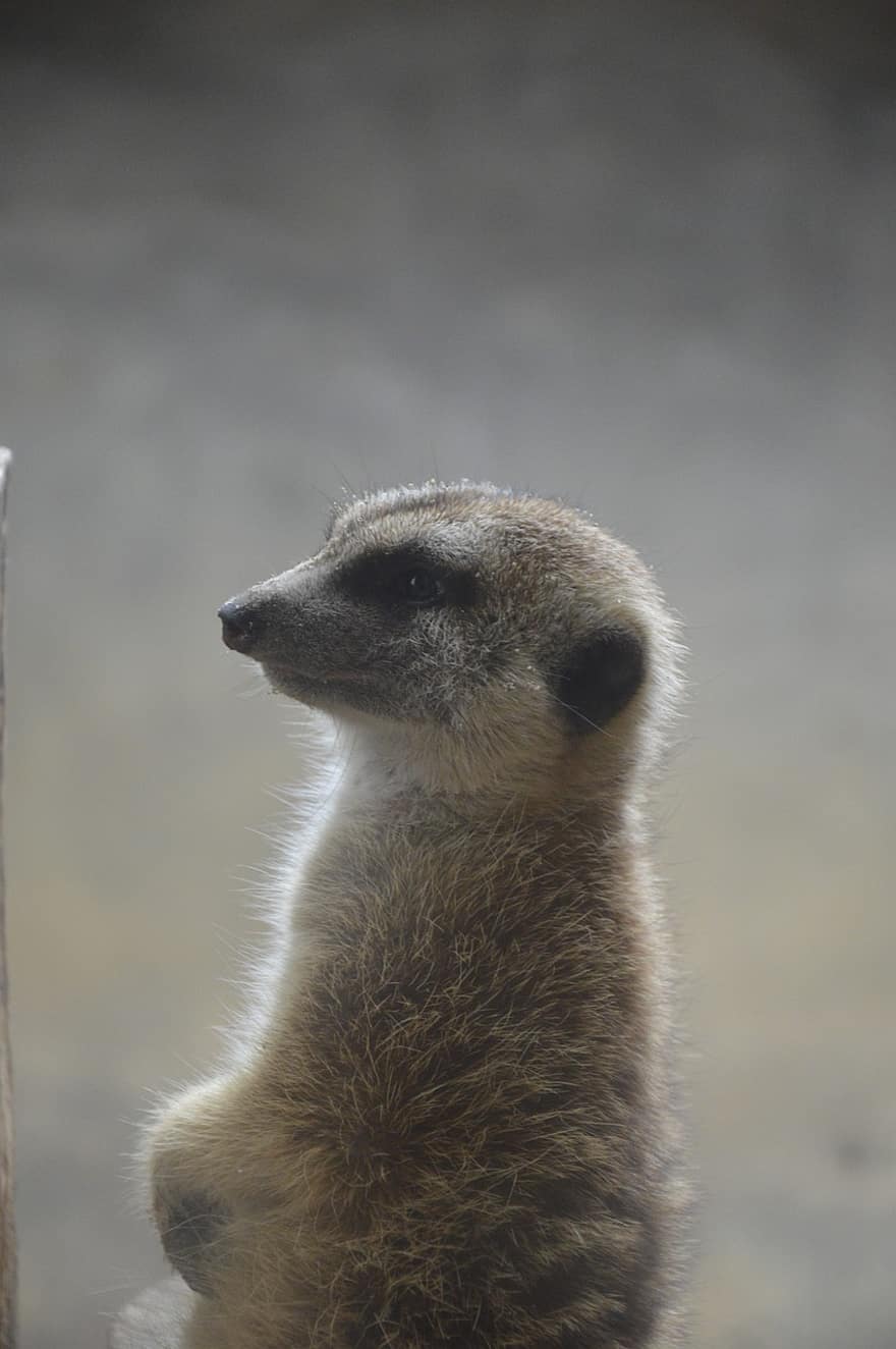 meerkat, animal, mangusto, África, animais em estado selvagem, alerta, olhando, pequeno, fofa, um animal, fechar-se