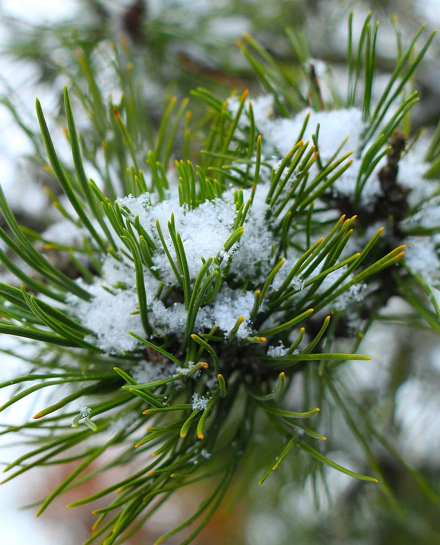 fyrretræ, frost, afdeling, grannåle, Kvist, sne, is, nåletræ, gran, stedsegrønne, vinter