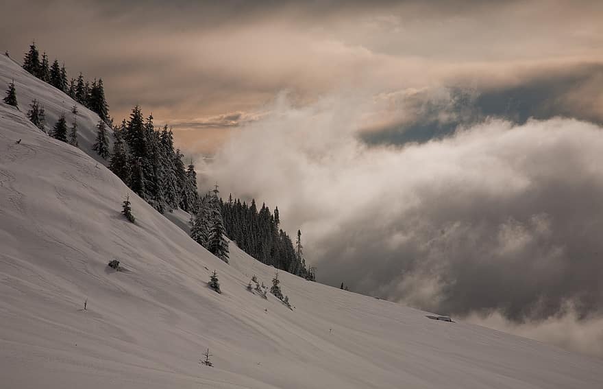 montanha, floresta, neve, inverno, nebulosidade