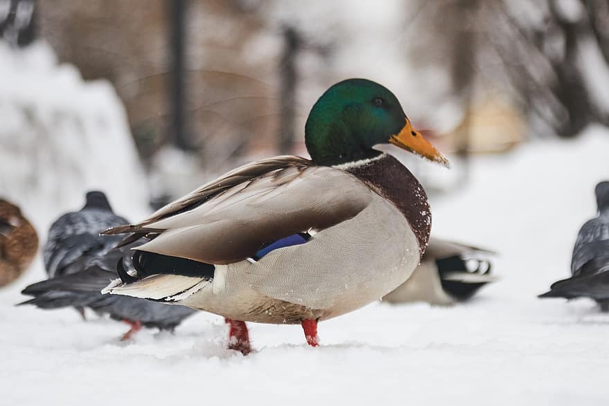 Duck, Birds, Pond, Water, Park, Winter, Animal, beak, feather, animals in the wild, mallard duck