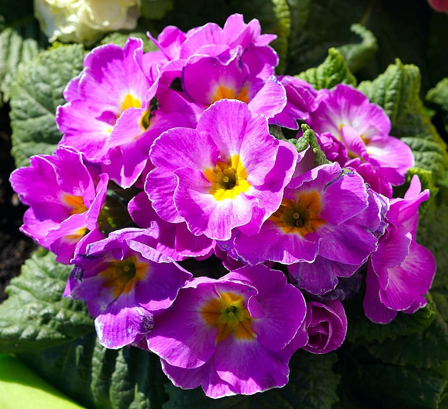 花、サクラソウ、春、自然、フローラ、花びら、咲く、工場、葉、閉じる、紫の