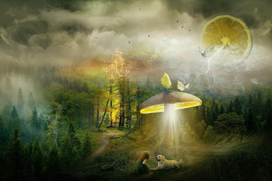 фантазія, казка, ліс, туман, дитина, дівчина, пес, гриб, метелики, поляна