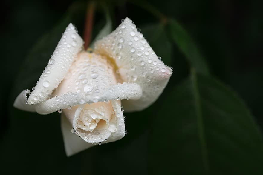 Rosa blanca, gotas de rocío, flor blanca, flor, Rosa, floración, naturaleza, de cerca, planta, hoja, pétalo