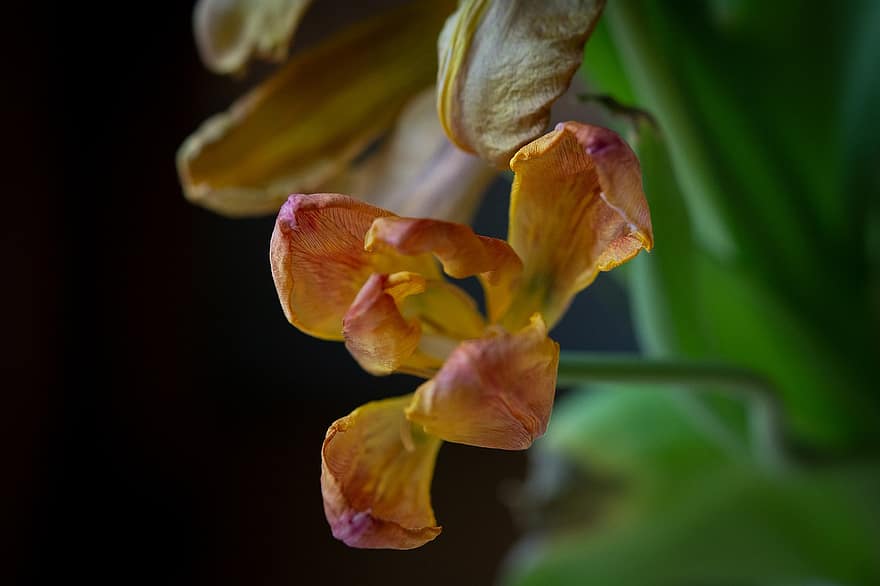 flor, tulipán, floración, efímero, marchito, pétalos, de cerca
