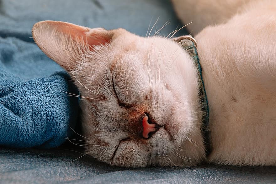 kucing Siamese, membelai, sedang tidur, tidur siang kucing, perawatan diri, beristirahat, hewan peliharaan, imut, kucing rumahan, anak kucing, binatang lokal