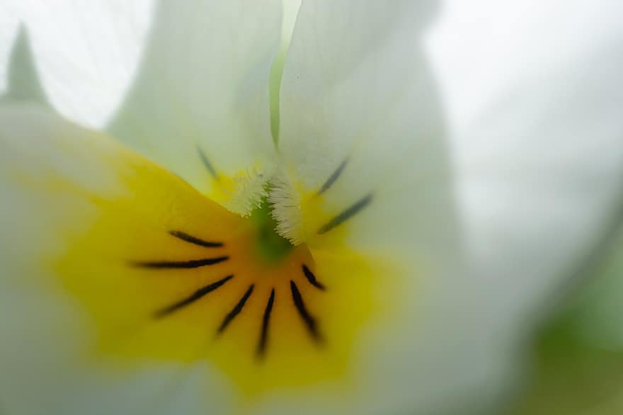 Flower, White Flower, Bloom, Blossom, Macro, Close Up, Nature, Flora, close-up, petal, summer