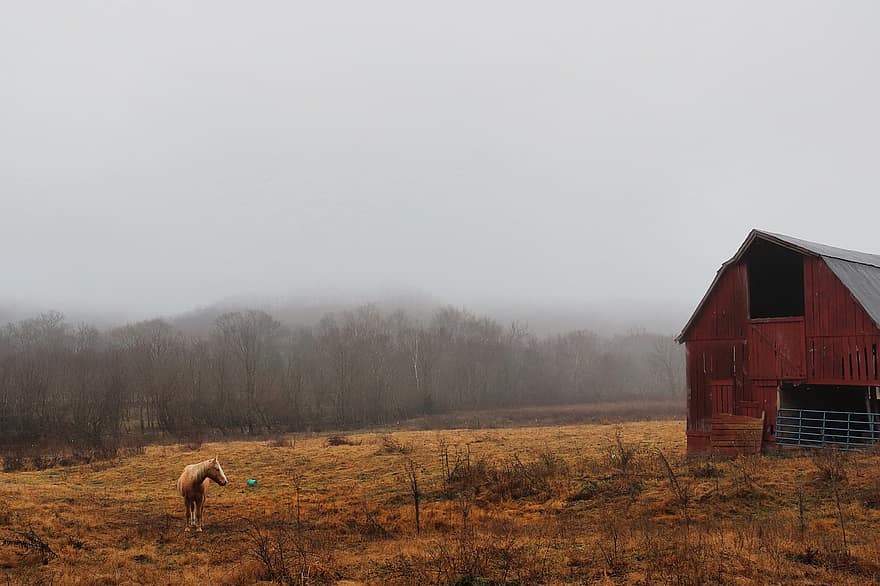 granja, prado, campo, rural, niebla, calina, invierno, naturaleza, caballos, equino, animales