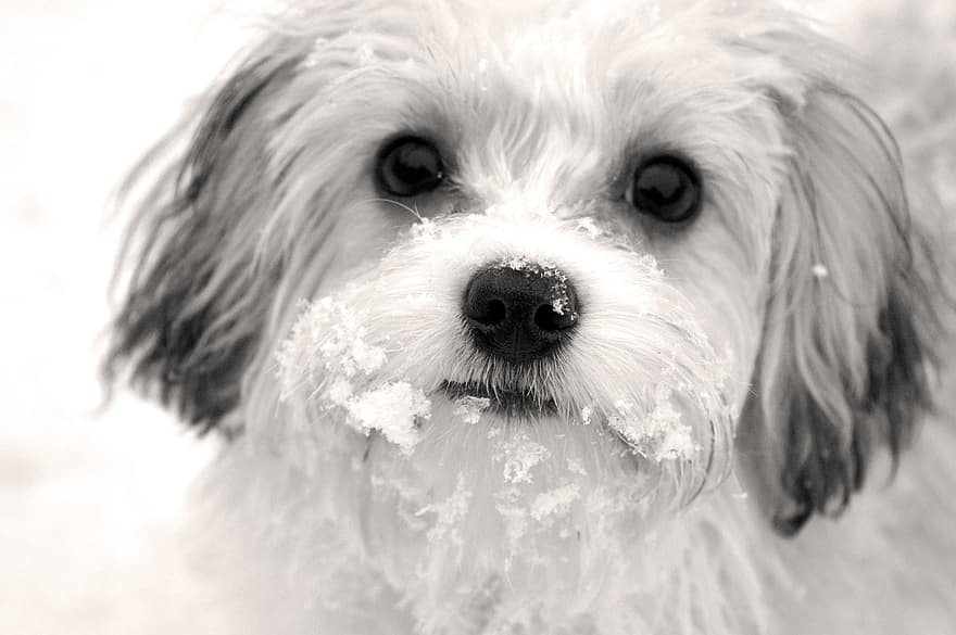 hond, huisdier, portret, sneeuw, puppy, hondenportret, schattig, dier, jong, snuit, gezicht