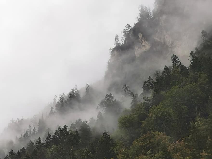 горы, лес, деревья, туман, мгла, небо, облака, высокогорный