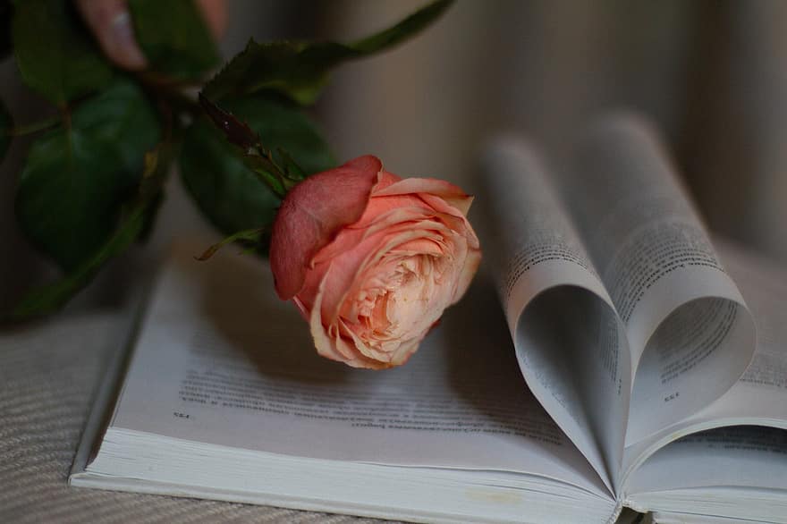 Rosa, flor, libro, día de San Valentín, regalo, educación, de cerca, romance, amor, literatura, hoja