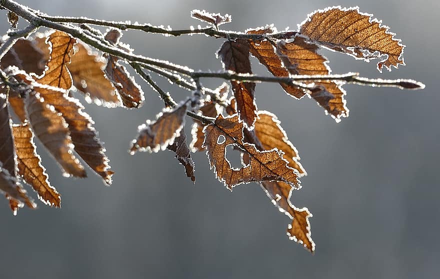 feuilles, branche, gel, flétri, feuilles séchées, la glace, congelé, du froid, hiver, l'hiver, forêt d'hiver