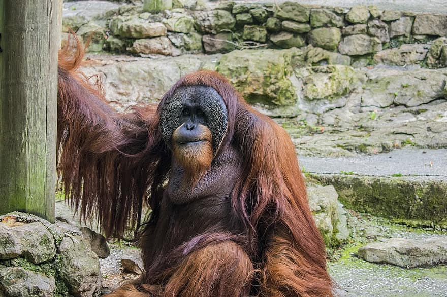 orangutan, primate, mono, animal, mamífero