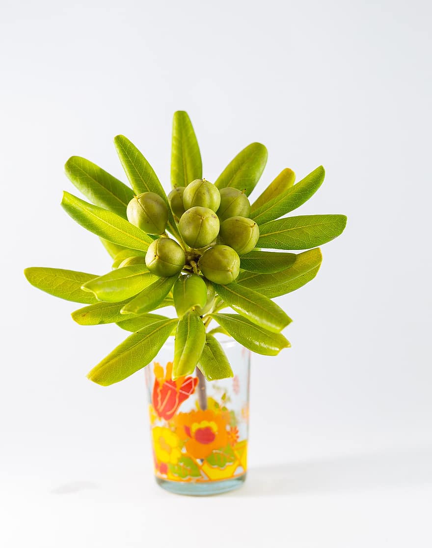φυτό, πράσινος, σε ένα ποτήρι