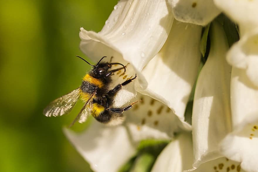 abejorro, insecto, polinización, macro, animal, ala, néctar, flor, planta, Abejorro volador, de cerca