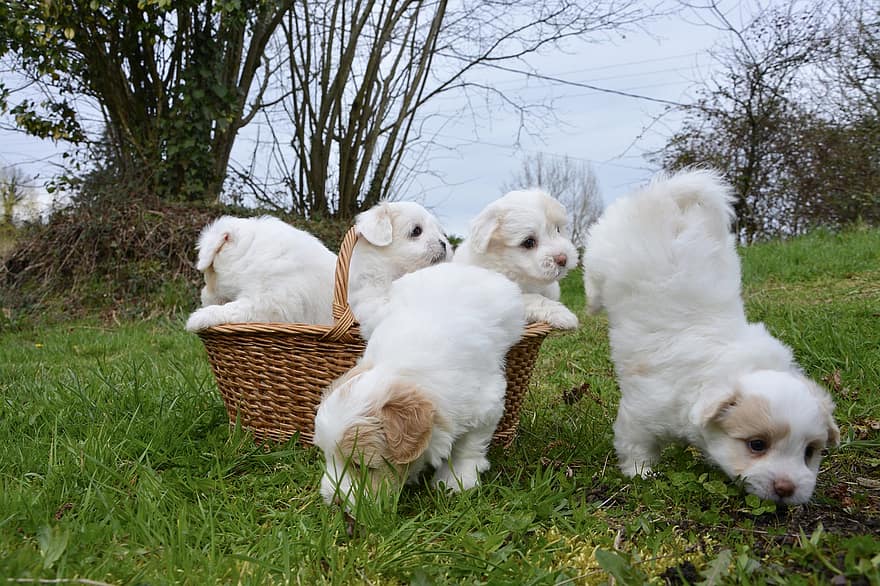 щенки, Котон де Тулеар, собаки, задний двор, корзина, трава, собачий, животные, домашние питомцы, природа