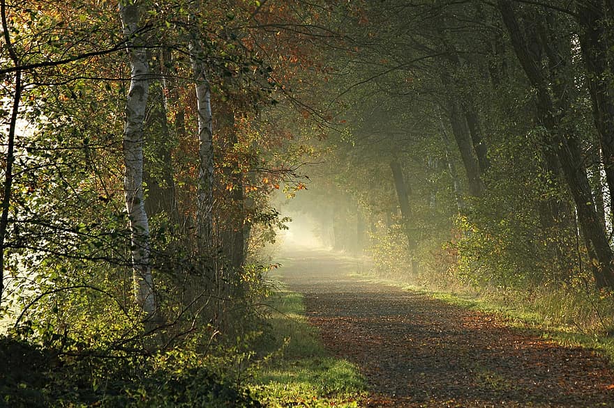 ceļš, taka, koki, lapas, zaļumi, mežs, no rīta, migla, saules gaisma, rudenī
