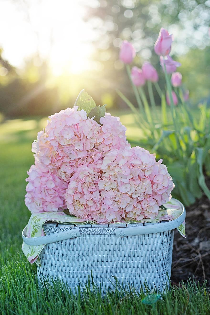 hortènsies, flors de color rosa, herba, prat, flors, primavera
