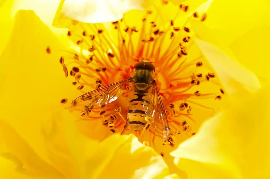 Hoverfly, Германия, желтый, цветок, весна, природа, сад, летом, цвести