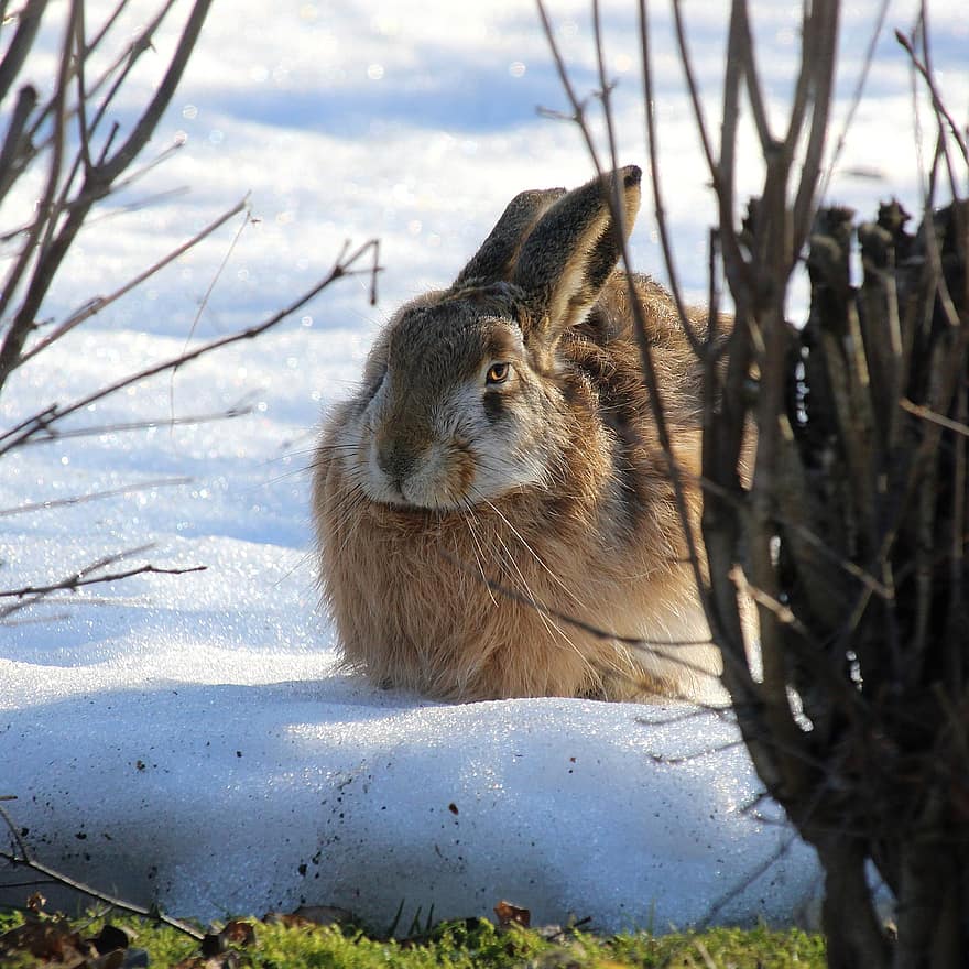 заєць, кролик, хутро, ссавець, сніг, дикої природи, весна, сонячне світло, тварина, природи