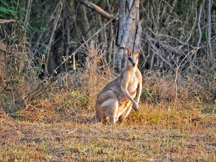 dier, kangoeroe, Australië, dieren in het wild, dieren wereld, buideldier, soorten, schattig, gras, vacht, Bos