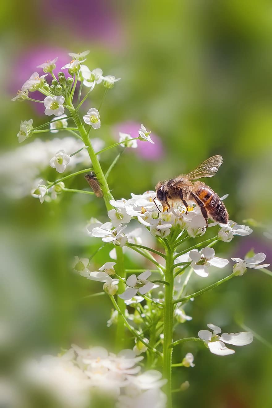 Bie, blomster, pollinere, pollinering, hvite blomster, små blomster, insekt, Hymenoptera, bevinget insekt, entomologi, fauna