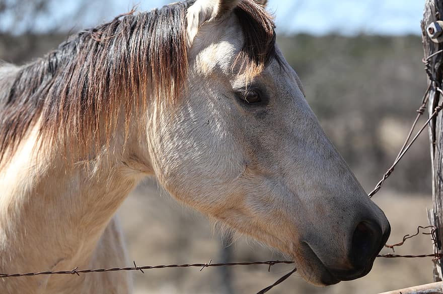 Horse, Closeup, Ranch, Farm, Barbed Wire, Fence, Animal, animal head, stallion, rural scene, mare