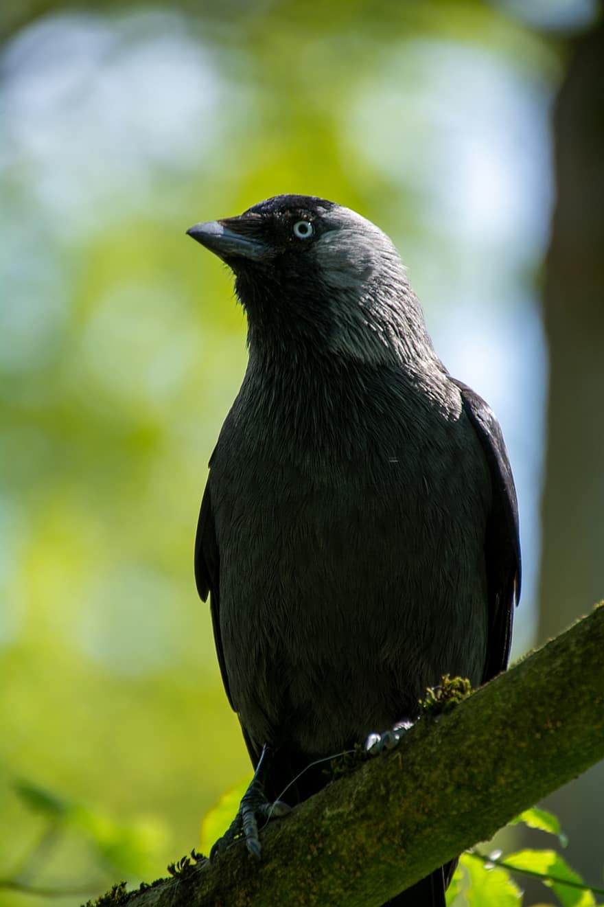 Crow, Bird, Ornithology, Species, Fauna, Avian, Animal, Wildlife, Beak, American Crow, feather