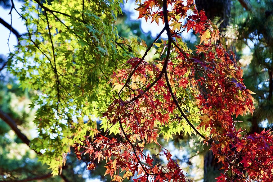rudenī, lapas, zaļumi, rudens lapas, rudens zaļumi, rudens sezona, kritums zaļumiem, kritums lapas, koks, sezonā, daudzkrāsains