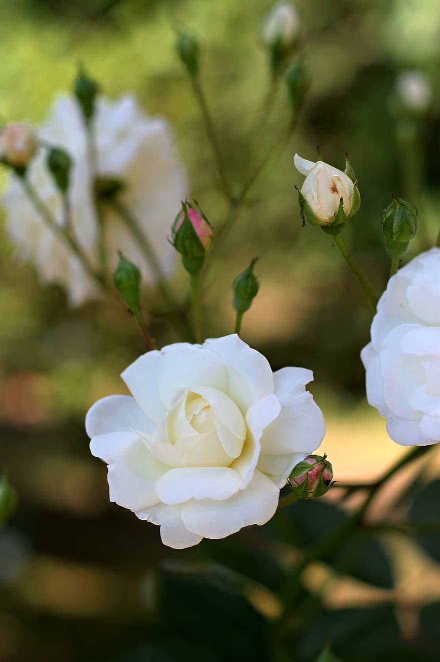 mawar, putih, buket, bunga-bunga, bunga, berwarna merah muda, menanam, alam, romantis, keindahan, percintaan